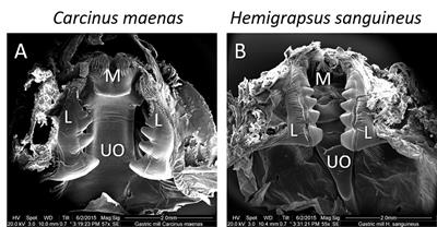 Trophic ecophysiology of the native green shore crab, Carcinus maenas, and the invasive Asian shore crab, Hemigrapsus sanguineus, in the rocky intertidal of Helgoland (North Sea)